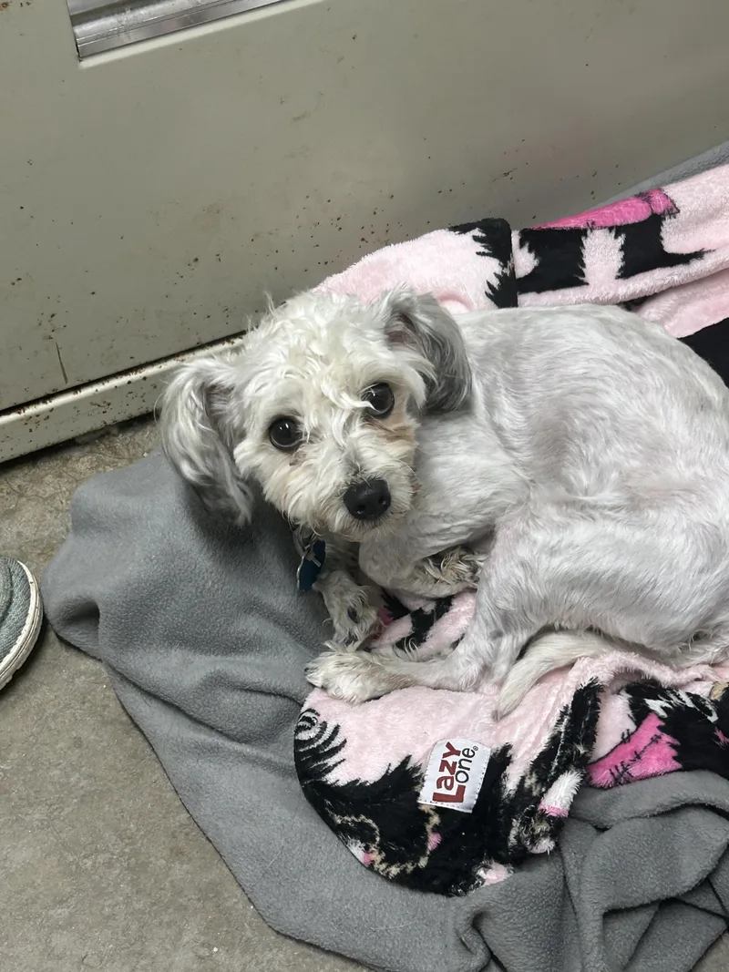 A young small-sized female Gray / Blue / Silver Havanese dog named Poppy for adoption in Manchester, TN