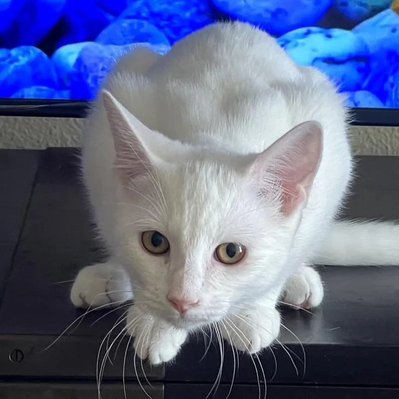 A young medium-sized female White Domestic Short Hair cat named Opal for adoption in San Diego, CA
