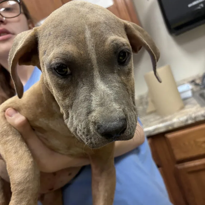 A baby small-sized male Terrier dog named Ryder U for adoption in Tupelo, MS