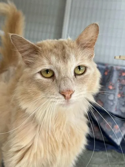 Lord Fluffington