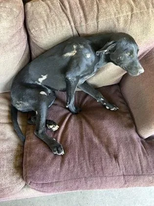 An adult large-sized female Labrador Retriever dog named Tabitha Tip Toes for adoption in Fresno, CA
