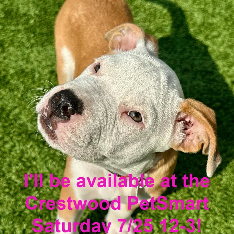 A baby small-sized male Sable Mixed Breed dog named June for adoption in Matteson, IL