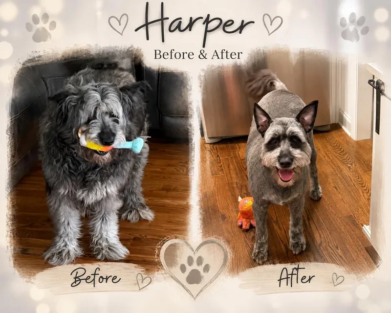 Harper thumbnail 3