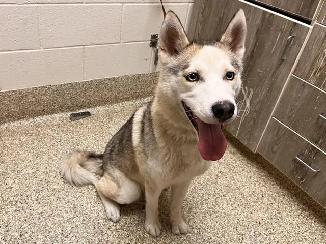 A young medium-sized female Siberian Husky dog named Polly Pocket for adoption in Colorado Springs, CO