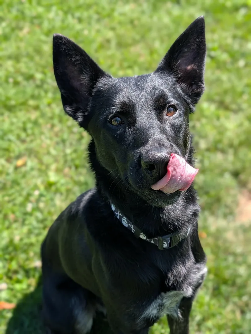 A young medium-sized male Black German Shepherd Dog dog named Rex for adoption in Chambersburg, PA