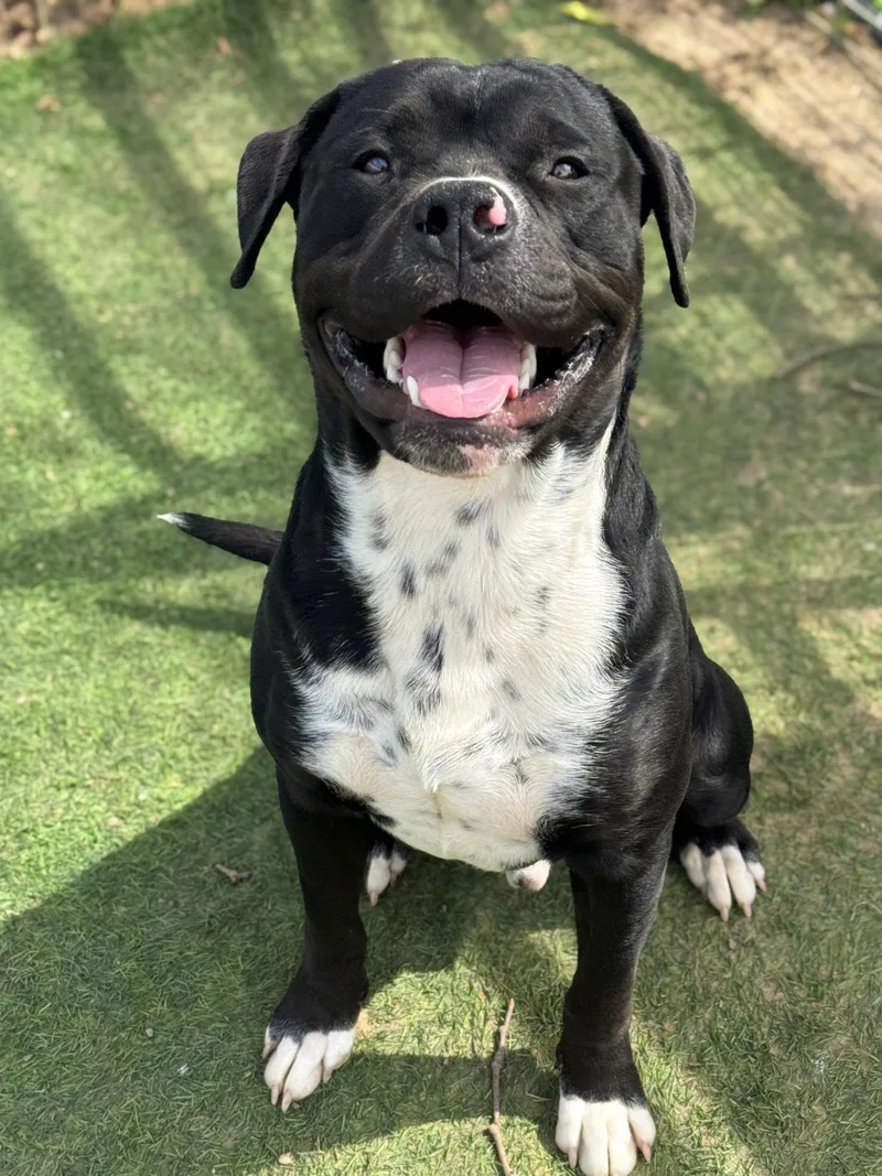 An adult large-sized male Black Pit Bull Terrier dog named Noah for adoption in Anderson, IN