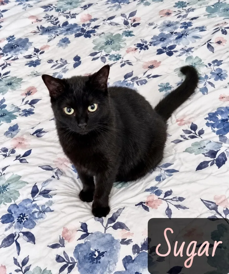 A young medium-sized female Black Domestic Short Hair cat named Sugar Plum for adoption in Englewood, FL