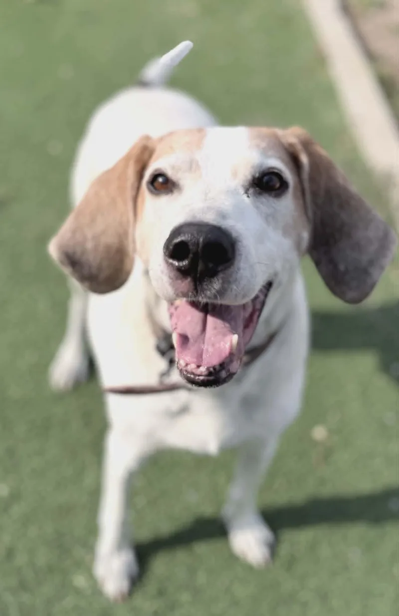 An adult medium-sized male Tricolor (Brown, Black, & White) Coonhound dog named Tucker for adoption in Fruit Heights, UT