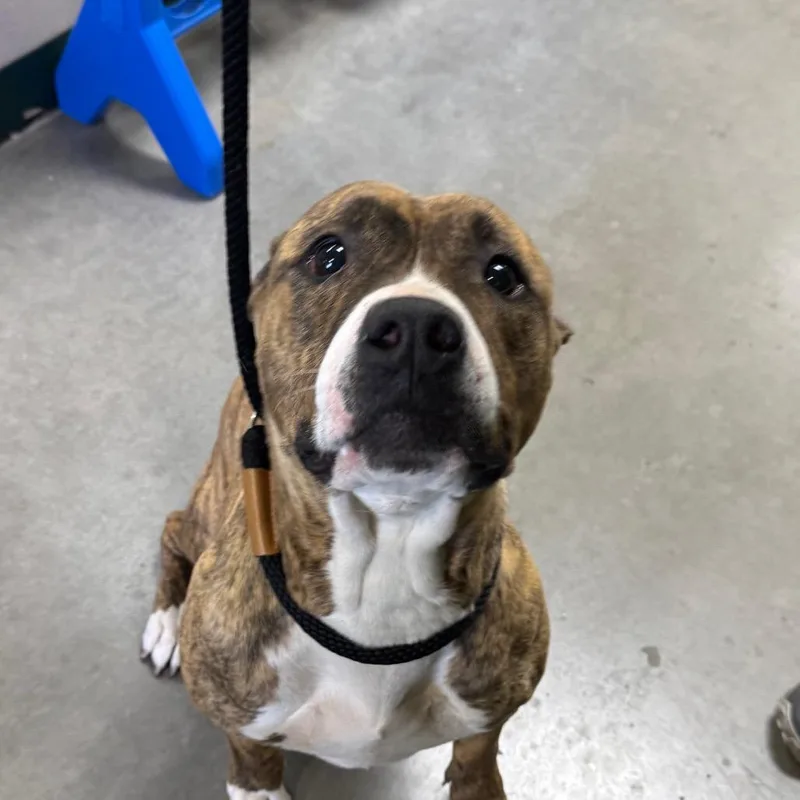 An adult medium-sized female Brindle Pit Bull Terrier dog named Tigerus for adoption in Reno, NV