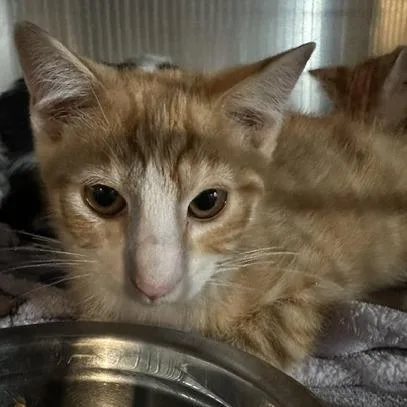 A baby small-sized male Orange / Red Domestic Short Hair cat named John Lennon for adoption in St. Louis, MO