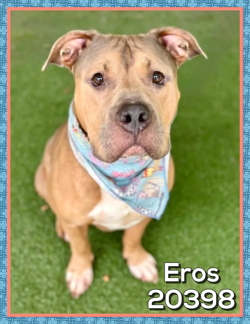 An adult large-sized male Brown / Chocolate Staffordshire Bull Terrier dog named Eros for adoption in Marietta, GA