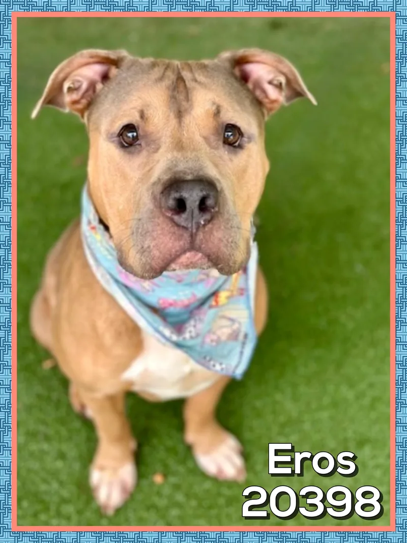 Eros thumbnail 4