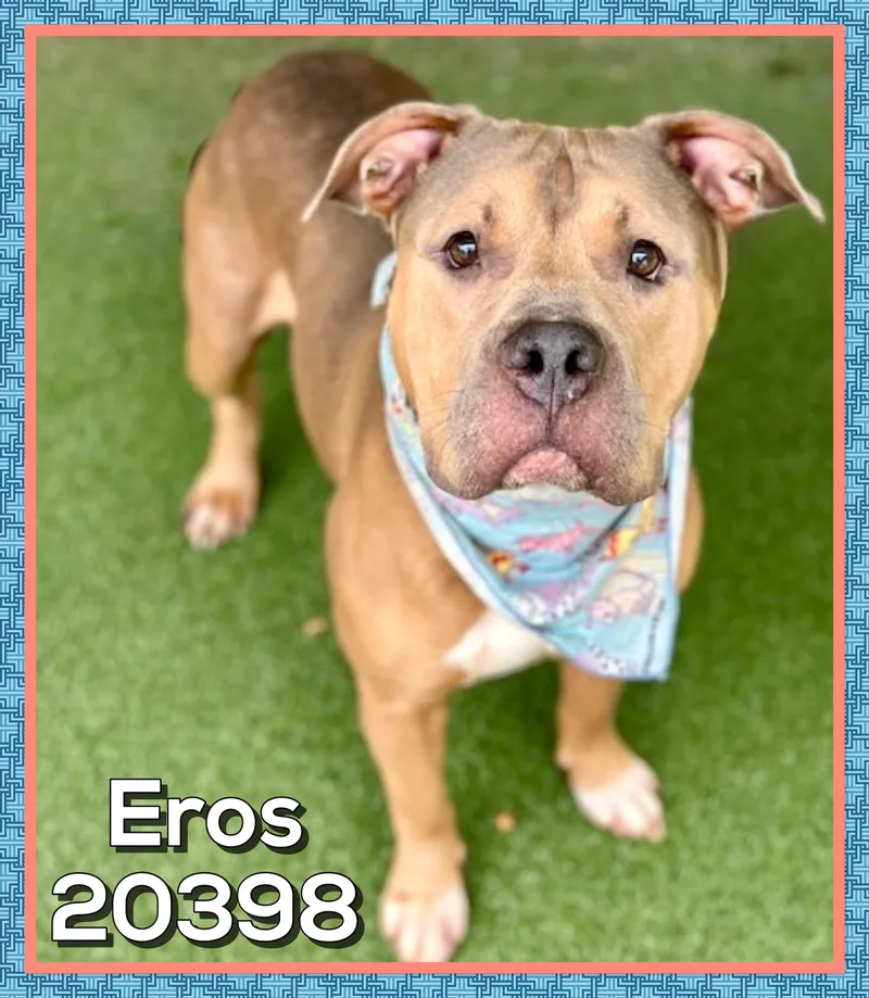 Eros thumbnail 5