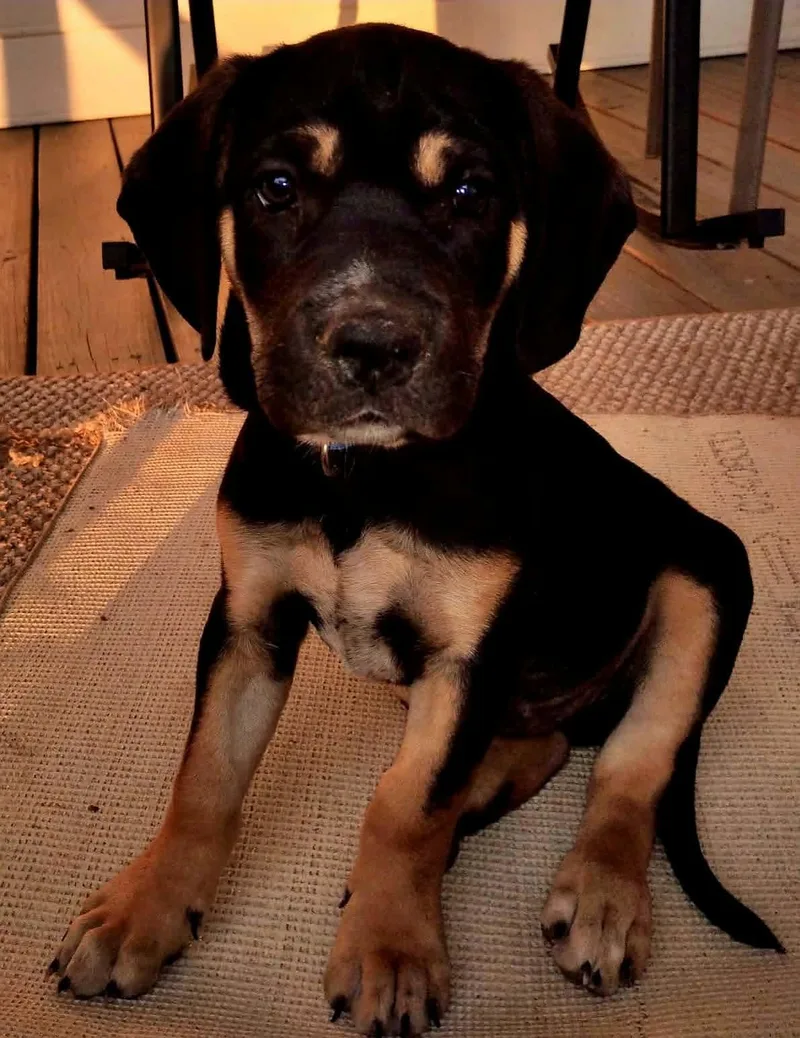 A baby medium-sized male Black Bluetick Coonhound dog named Maverick for adoption in Blairstown, NJ