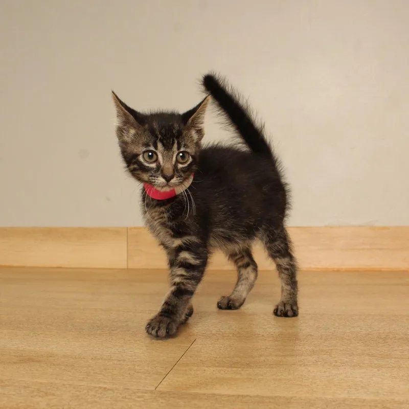 A baby small-sized male Brown / Chocolate Domestic Short Hair cat named Cobbler C for adoption in Minnetonka, MN