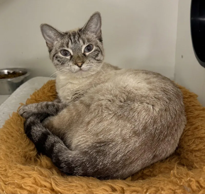 A young medium-sized female Domestic Short Hair cat named Stranger Danger for adoption in Satellite Beach, FL