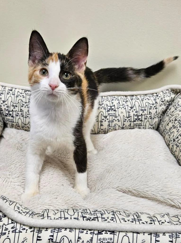 A baby small-sized female Domestic Short Hair cat named Harley for adoption in Fremont, OH