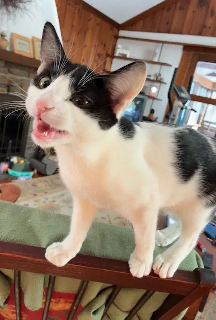 Winnie The Poohkdc thumbnail 2