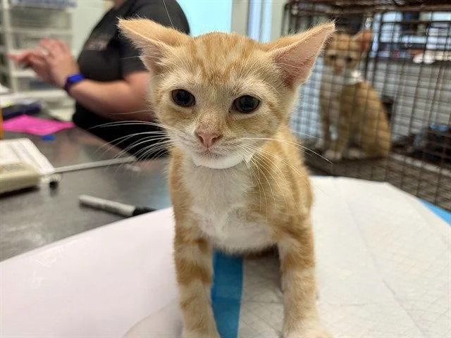 A baby small-sized male Orange / Red Domestic Short Hair cat named Mac for adoption in Tavares, FL