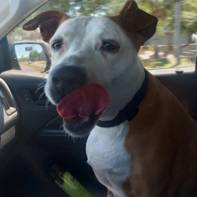 A senior large-sized female Yellow / Tan / Blond / Fawn Mixed Breed dog named Pam for adoption in Galveston, TX