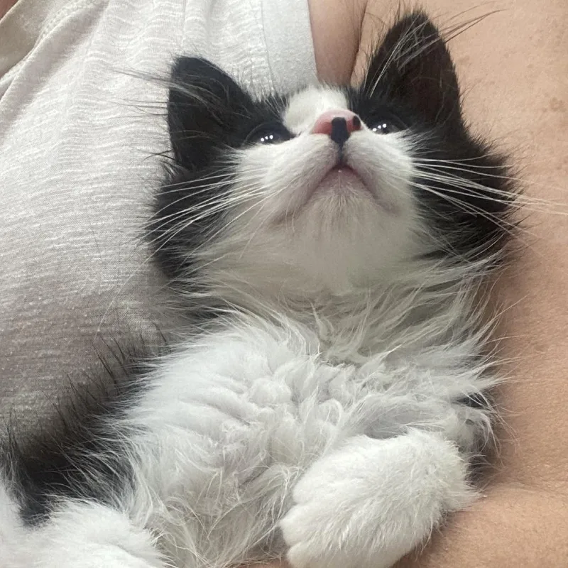 A baby small-sized male Black Domestic Long Hair cat named Fluffernutter for adoption in Los Angeles, CA