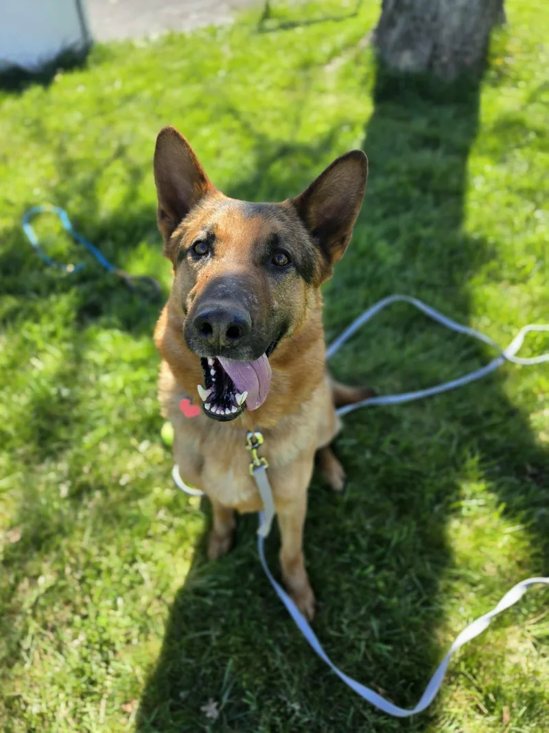 Buckaroo thumbnail 2