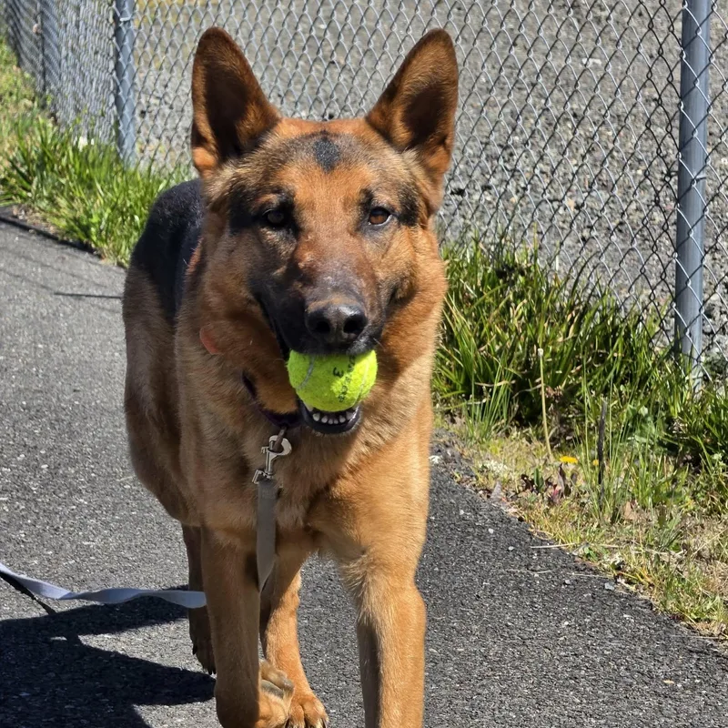 Buckaroo thumbnail 3