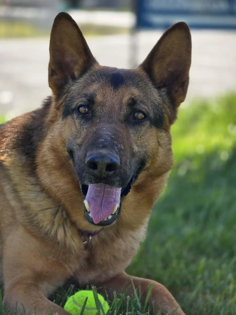 Buckaroo thumbnail 4