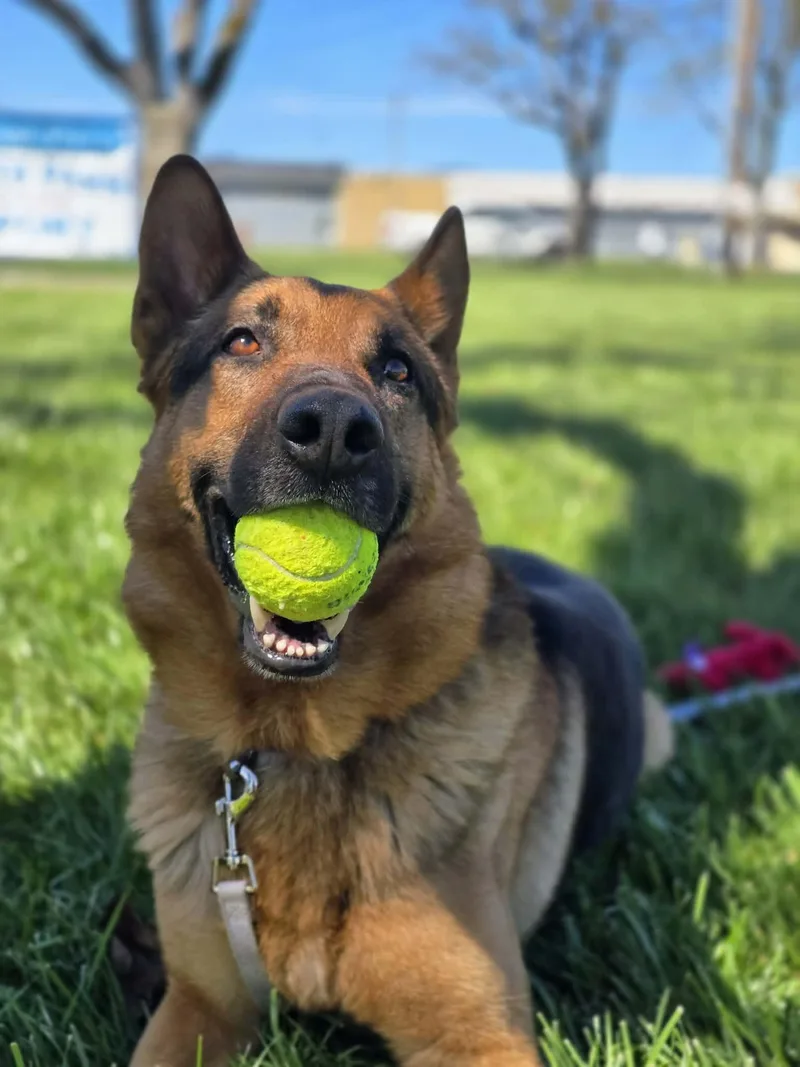 Buckaroo thumbnail 5