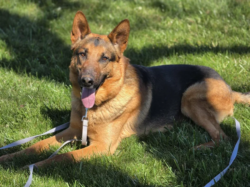 Buckaroo thumbnail 6