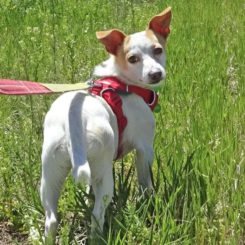 An adult small-sized male White / Cream Mixed Breed dog named Spot for adoption in Hailey, ID