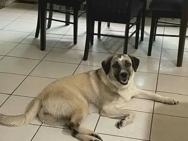 A young large-sized female Great Pyrenees dog named Kit for adoption in New Baltimore, MI