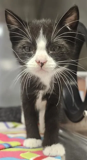 A baby small-sized male Domestic Short Hair cat named Vito for adoption in Santa Cruz, CA