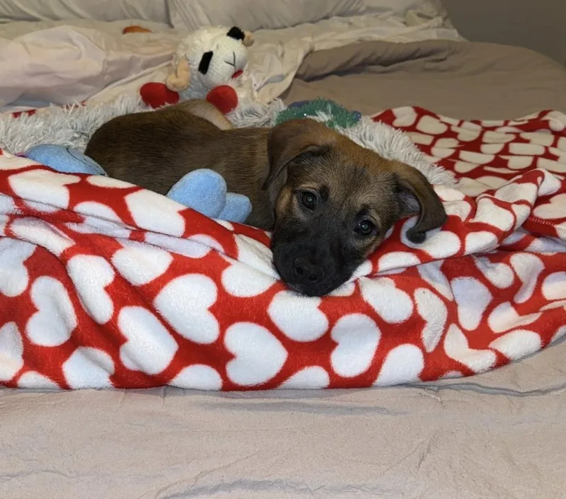 A young medium-sized female Black Australian Cattle Dog / Blue Heeler dog named Paulina for adoption in Commerce City, CO