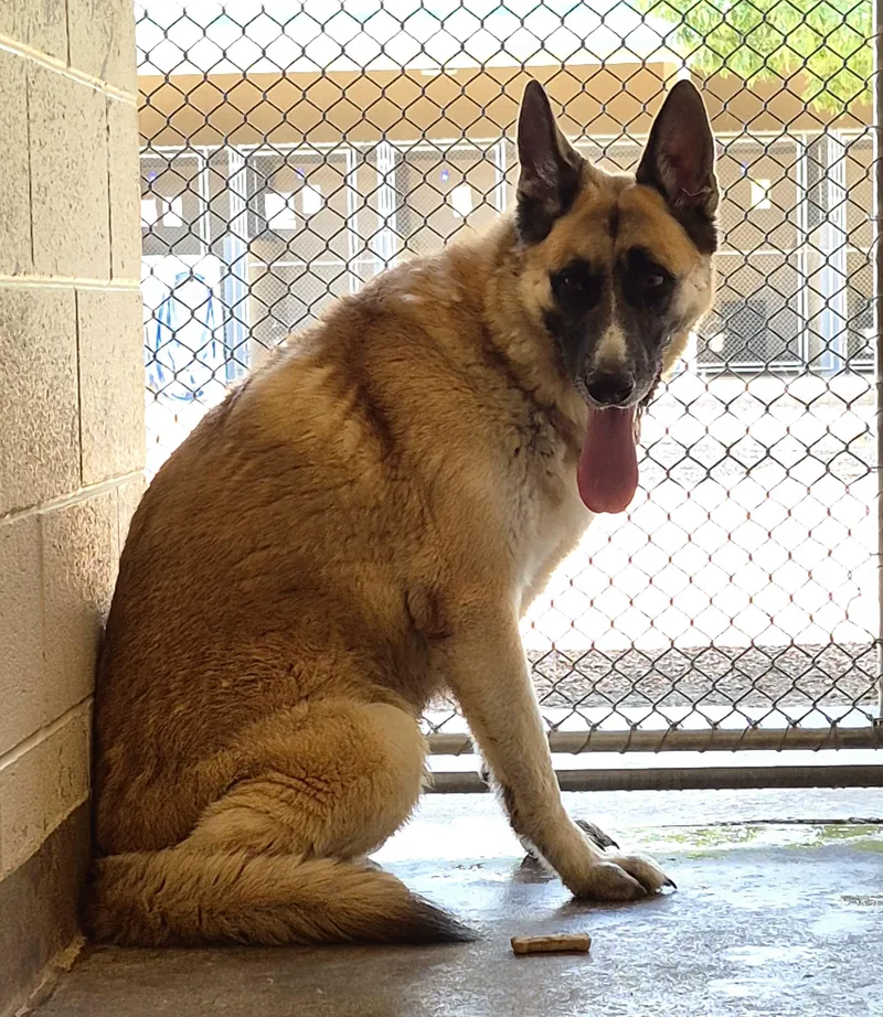 An adult large-sized male German Shepherd Dog dog named Chevy for adoption in Sierra Vista, AZ