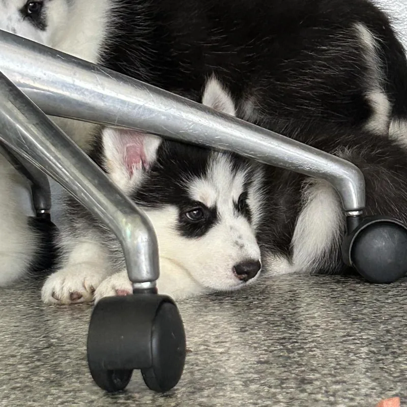 A baby small-sized male Black Husky dog named Solvang for adoption in Hawthorne, CA