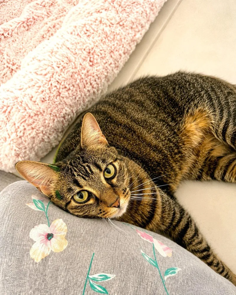 An adult medium-sized female Domestic Short Hair cat named Cai for adoption in Rosenberg, TX