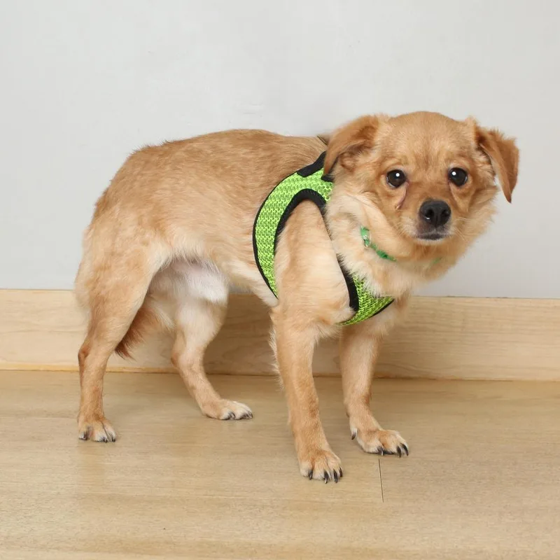 An adult small-sized male Yellow / Tan / Blond / Fawn Chihuahua dog named Stanley D for adoption in Minnetonka, MN