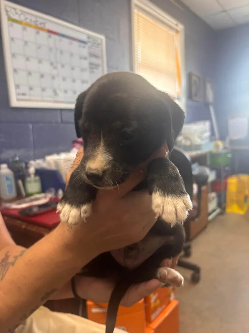 A baby small-sized male Black Chihuahua dog named Punkin for adoption in Browns Mills, NJ