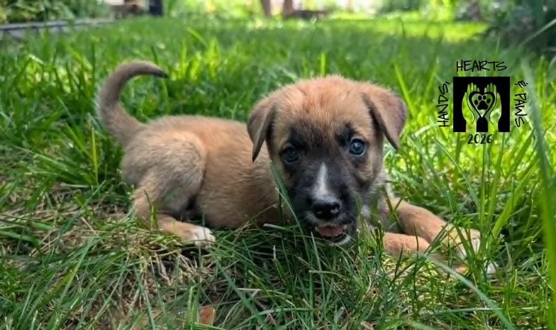 A baby medium-sized male Brown / Chocolate Shepherd dog named Iago for adoption in Omaha, NE