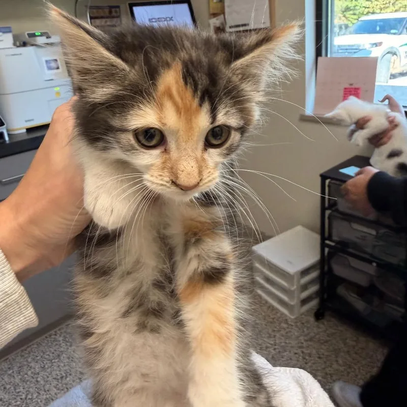 A baby small-sized female Domestic Medium Hair cat named Cora for adoption in Red House, WV