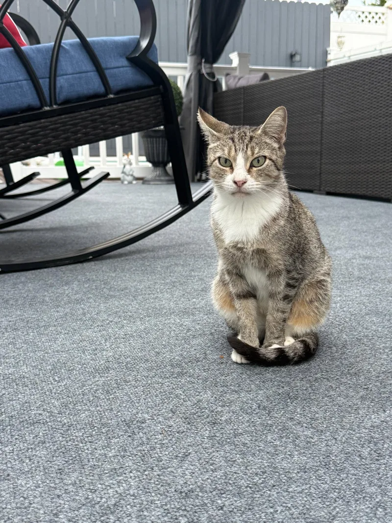 A young medium-sized female Gray & White Domestic Short Hair cat named Talula for adoption in Morganville, NJ