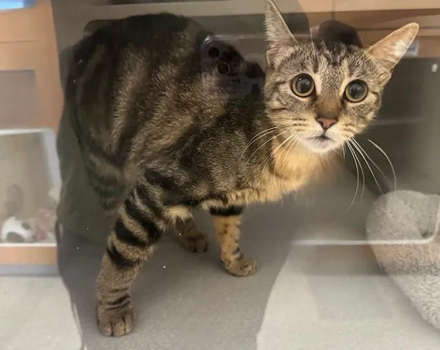 A young large-sized female Domestic Short Hair cat named June for adoption in Fairfield, CA