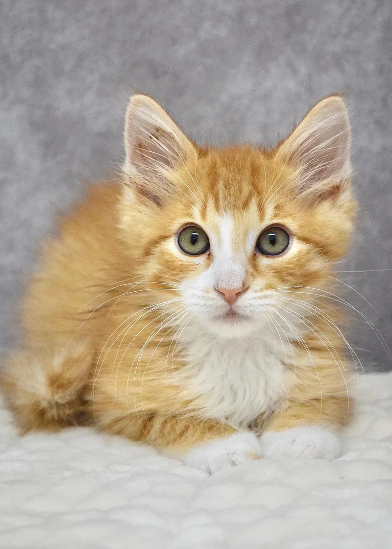 A baby medium-sized male Tabby (Orange / Red) Domestic Medium Hair cat named A.c. for adoption in Dublin, CA