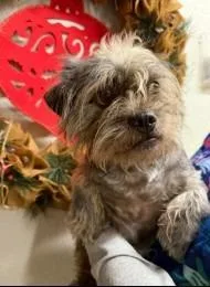 An adult medium-sized male Terrier dog named Bear for adoption in West Bloomfield, MI