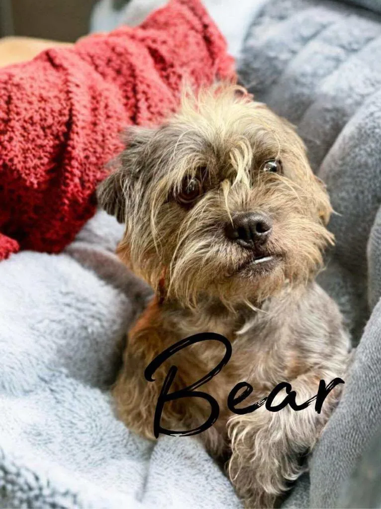 Bear thumbnail 5