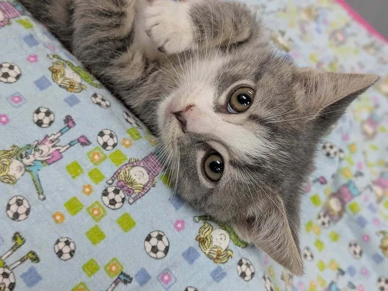 A baby small-sized female Gray / Blue / Silver Domestic Short Hair cat named Princess Celestia for adoption in Raleigh, NC