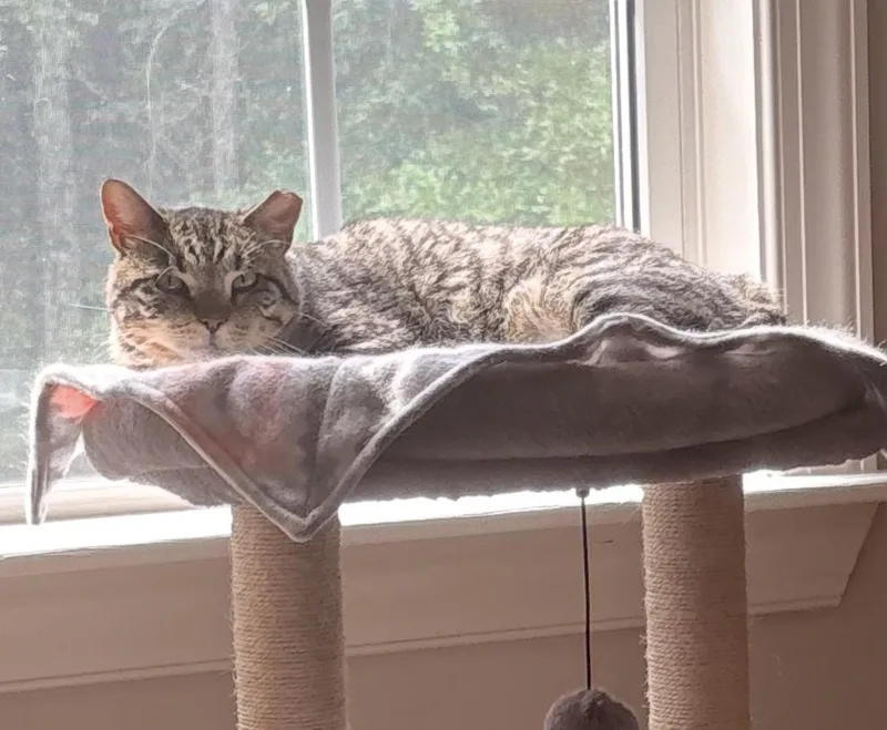 An adult medium-sized male Domestic Short Hair cat named Toby for adoption in Gainesville, GA