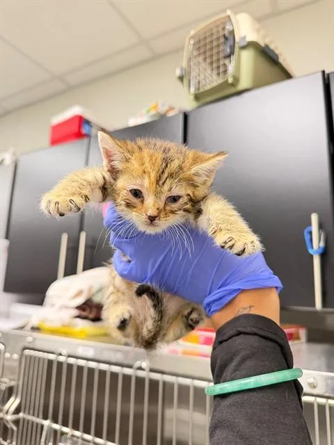 A baby small-sized female Domestic Short Hair cat named Chai for adoption in Ontario, CA