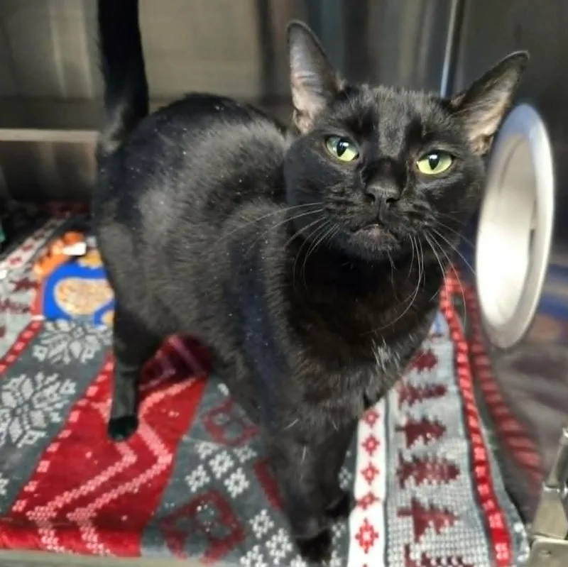 Salem